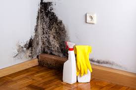 Best Attic Mold Removal  in South San Francisco, CA